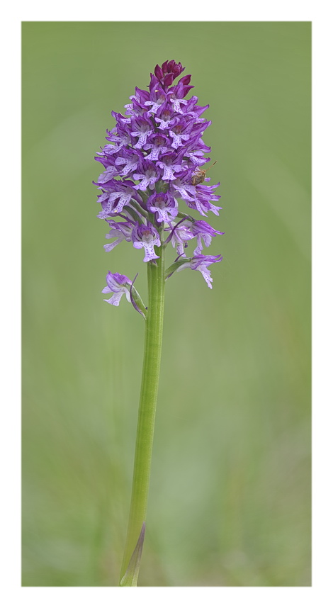 Orchidee Venete 2023 - 6