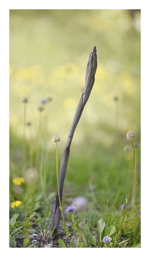 Orchidee Venete 2023 - 6