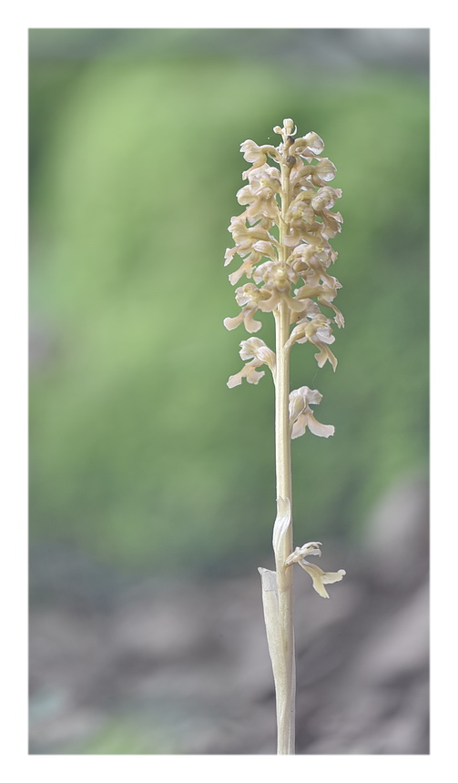 Orchidee Venete 2023 - 6