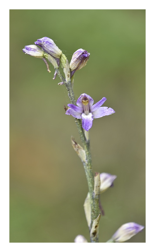 Orchidee Venete 2023 - 6