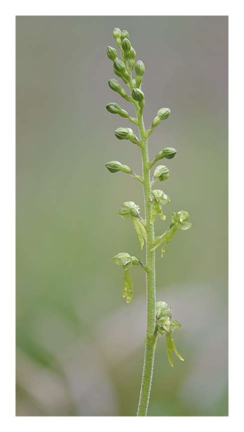 Orchidee Venete 2023 - 6