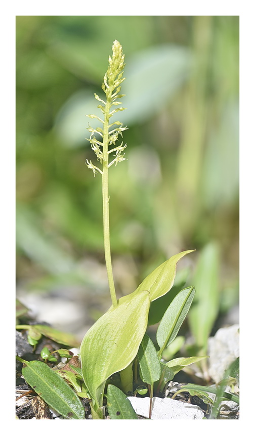 Orchidee Venete 2023 - 6