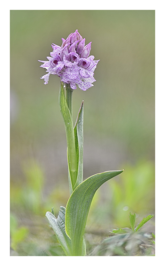 Orchidee Venete 2023 - 6