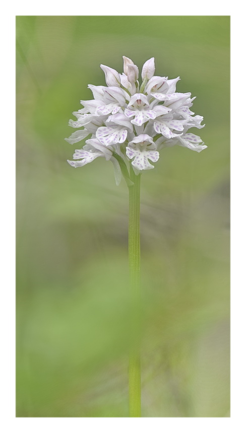 Orchidee Venete 2023 - 6