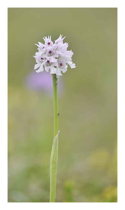 Orchidee Venete 2023 - 6