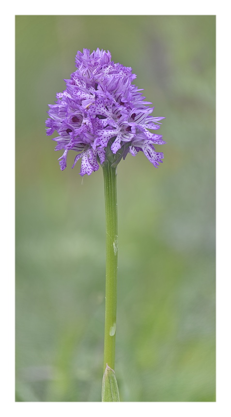 Orchidee Venete 2023 - 6