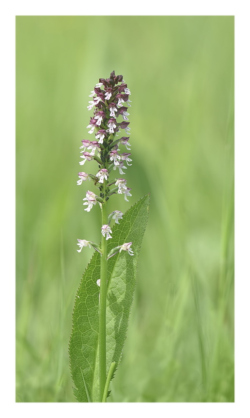 Orchidee Venete 2023 - 6