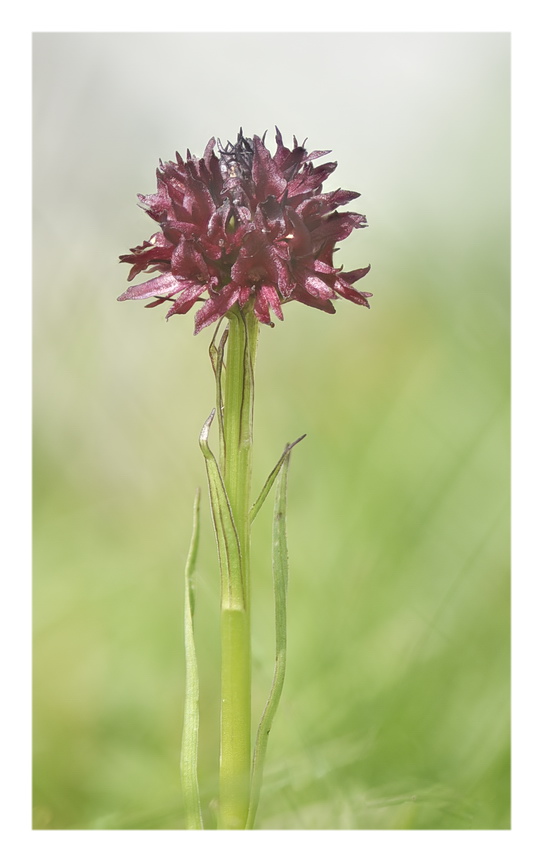 Orchidee Venete 2023 - 7