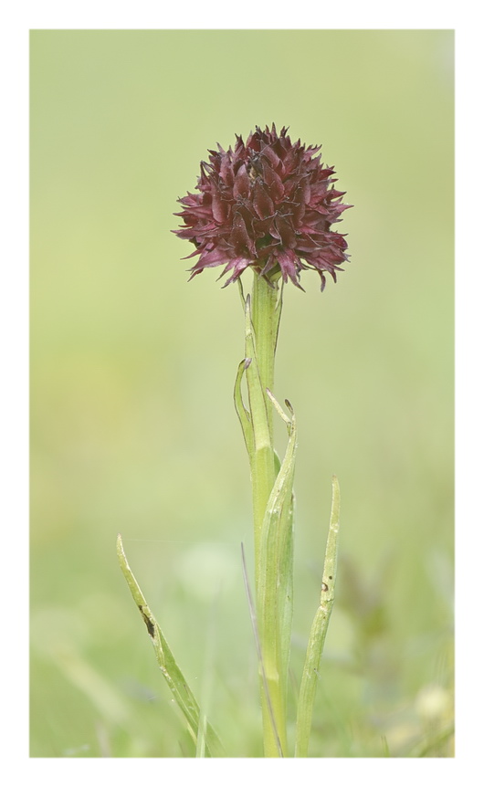 Orchidee Venete 2023 - 7