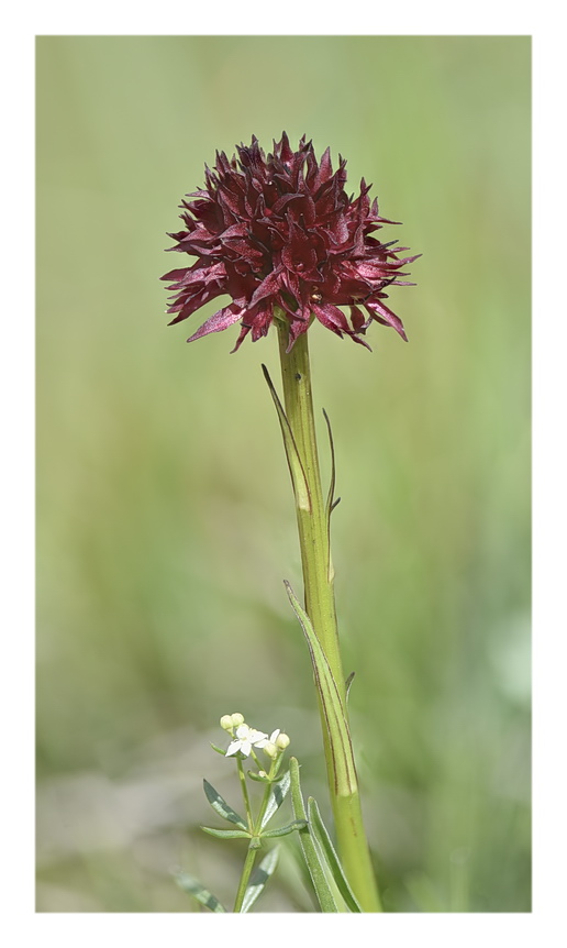 Orchidee Venete 2023 - 7