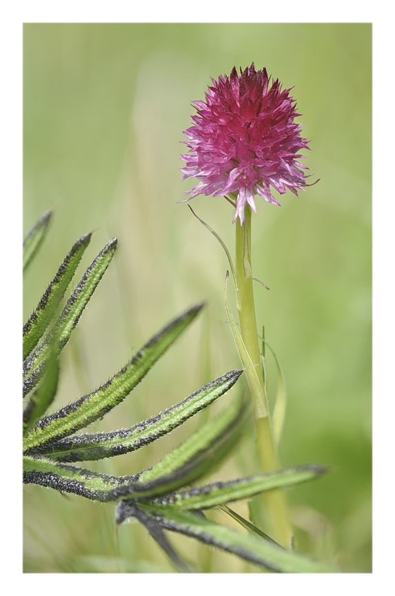 Orchidee Venete 2023 - 7