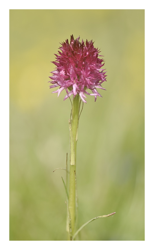 Orchidee Venete 2023 - 7