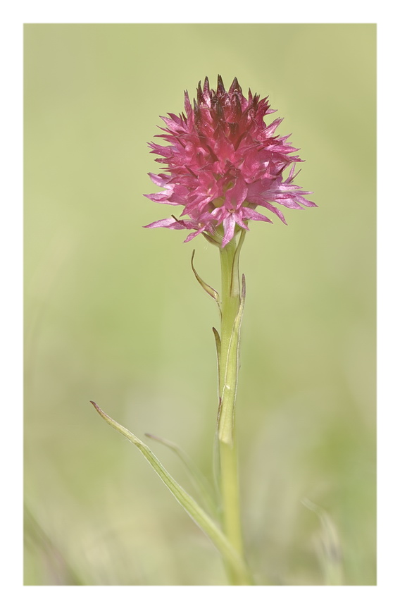 Orchidee Venete 2023 - 7