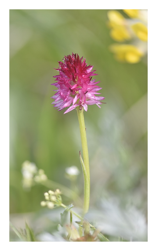 Orchidee Venete 2023 - 7