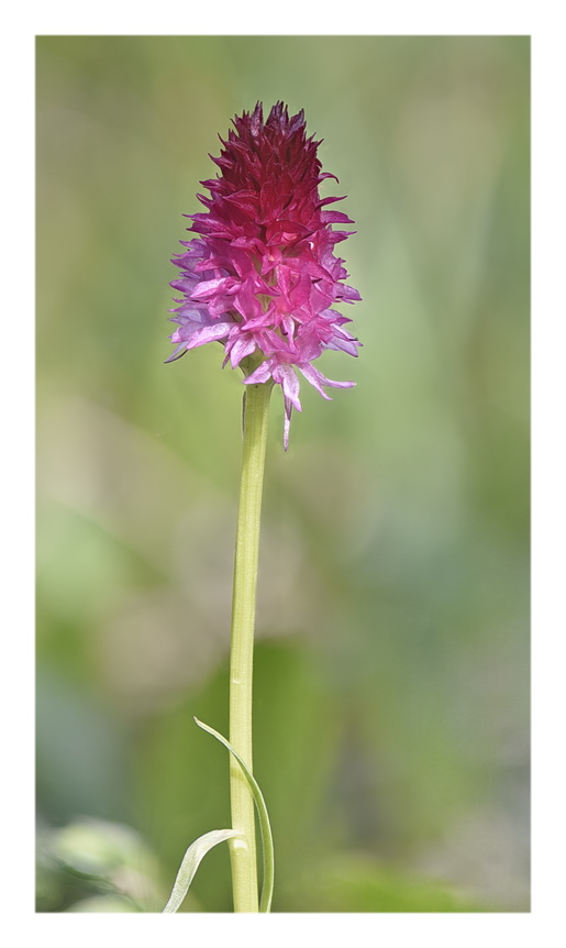 Orchidee Venete 2023 - 7