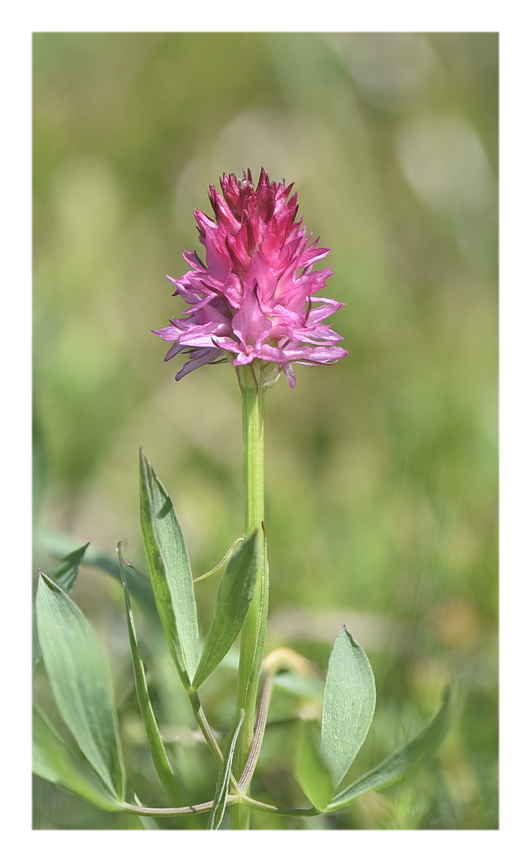 Orchidee Venete 2023 - 7