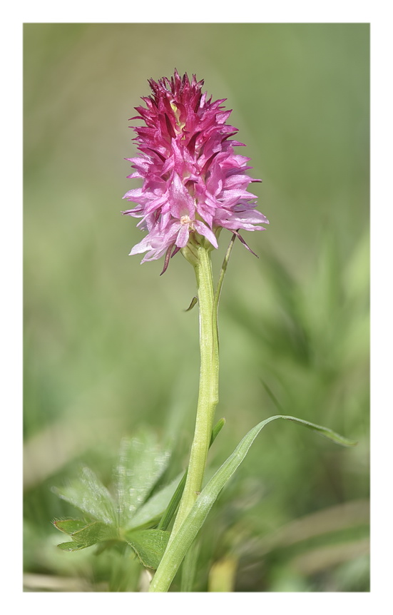 Orchidee Venete 2023 - 7