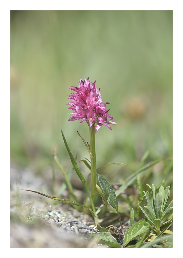 Orchidee Venete 2023 - 7