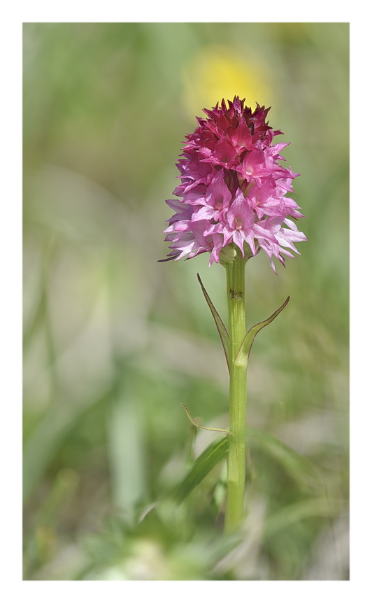 Orchidee Venete 2023 - 7