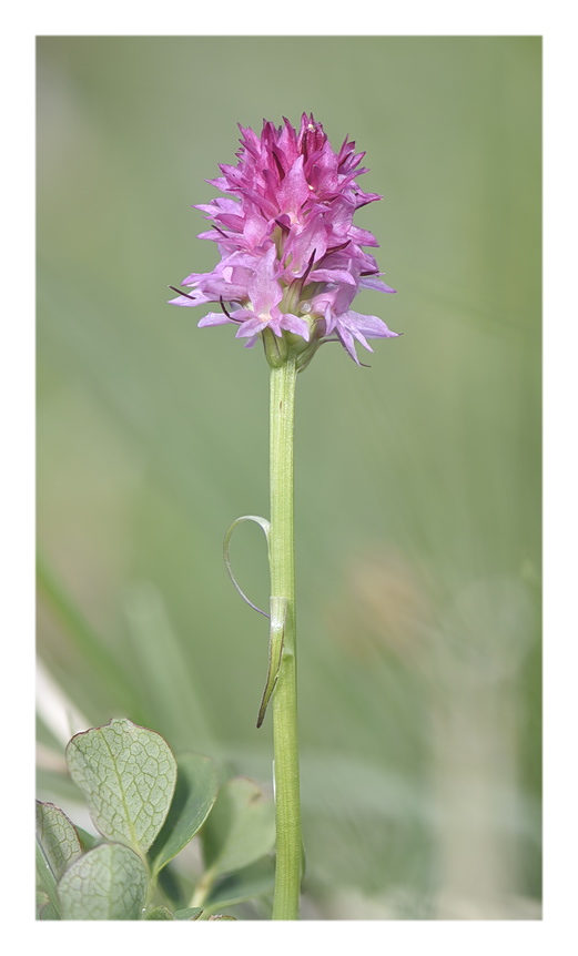 Orchidee Venete 2023 - 7