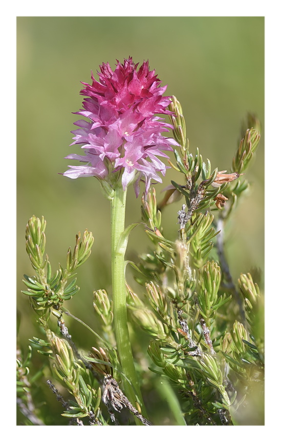 Orchidee Venete 2023 - 7