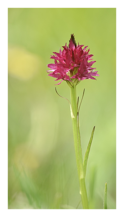 Orchidee Venete 2023 - 7