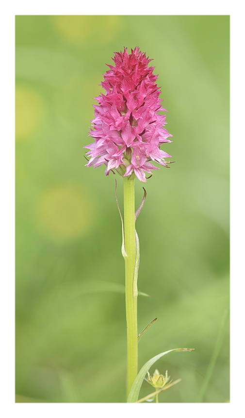 Orchidee Venete 2023 - 7