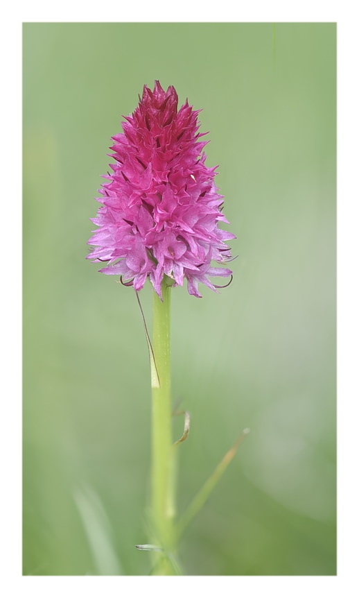 Orchidee Venete 2023 - 7