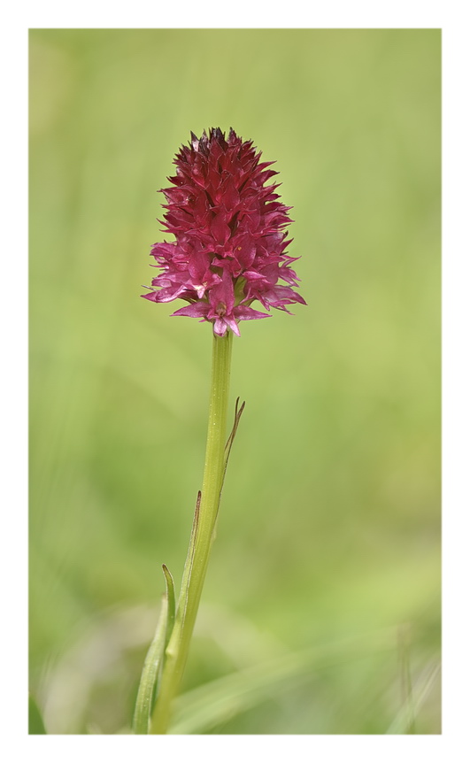 Orchidee Venete 2023 - 7