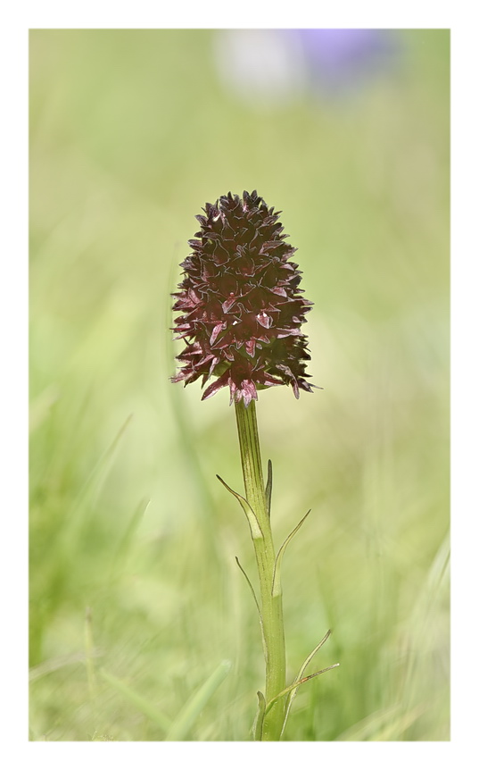 Orchidee Venete 2023 - 7