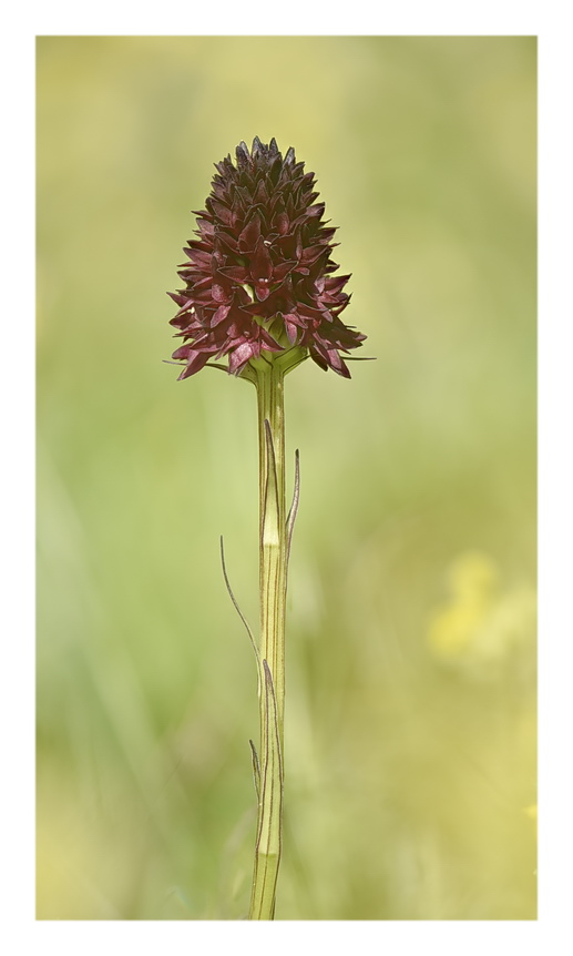 Orchidee Venete 2023 - 7