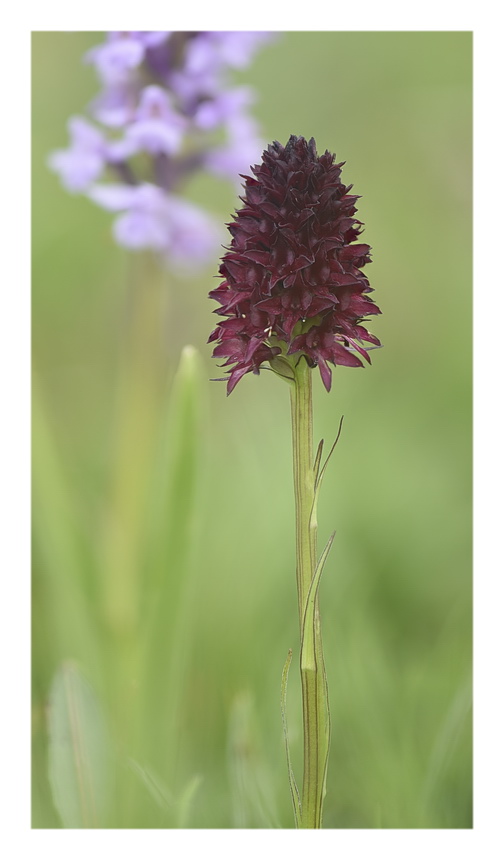 Orchidee Venete 2023 - 7