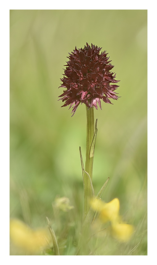 Orchidee Venete 2023 - 7