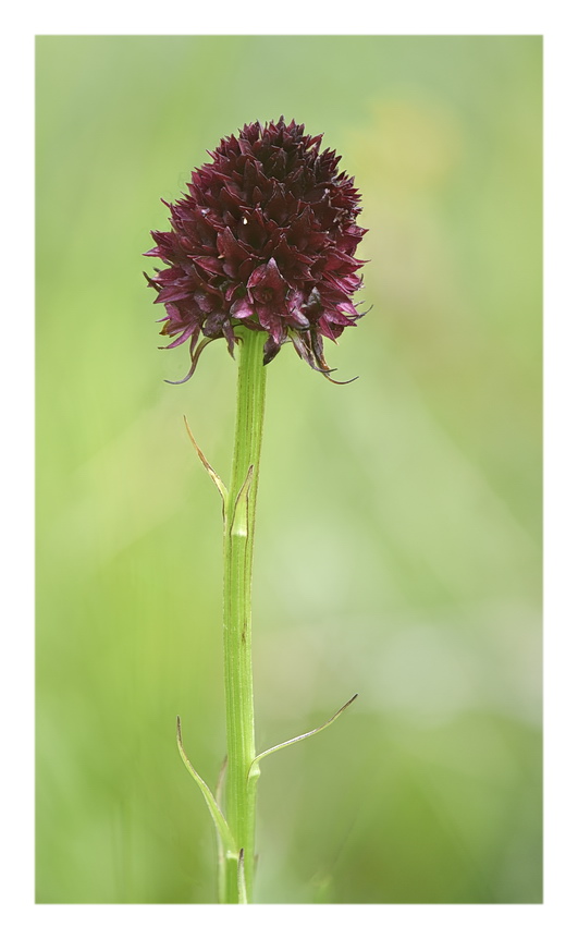 Orchidee Venete 2023 - 7