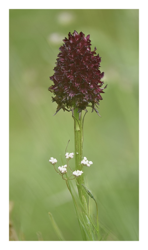 Orchidee Venete 2023 - 7