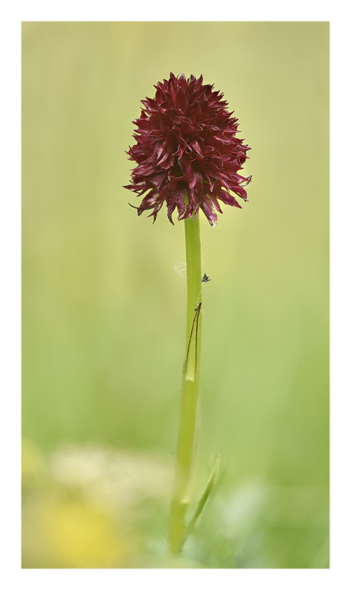 Orchidee Venete 2023 - 7