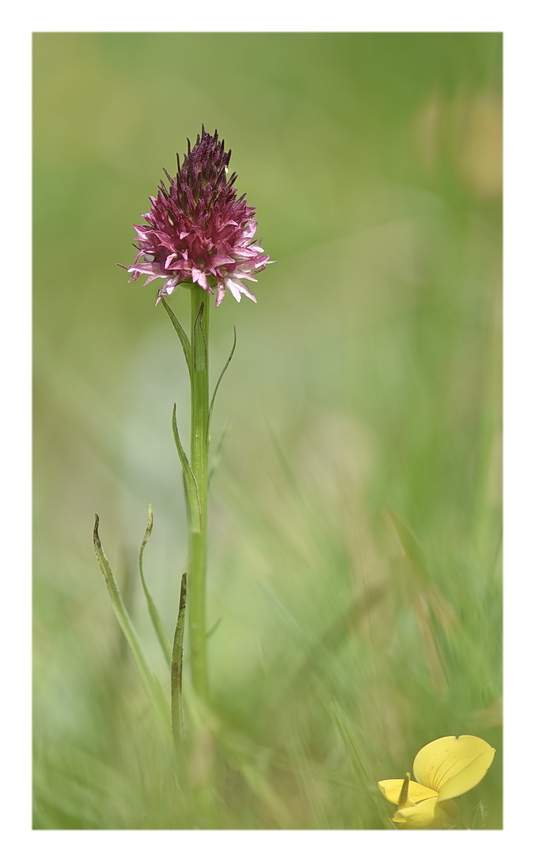 Orchidee Venete 2023 - 7