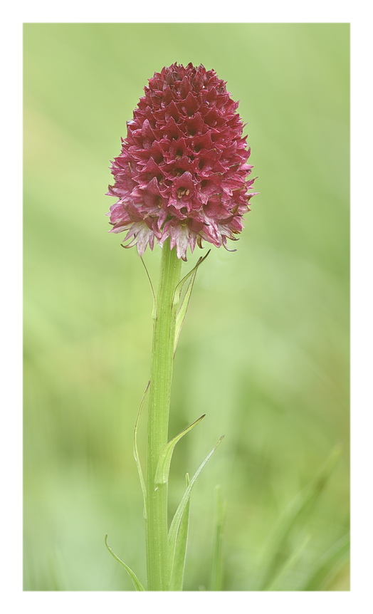 Orchidee Venete 2023 - 7