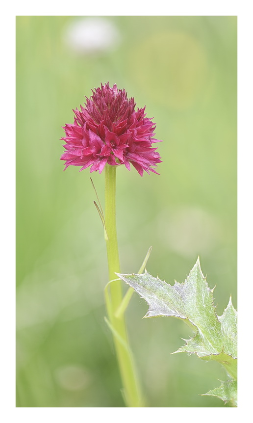 Orchidee Venete 2023 - 7