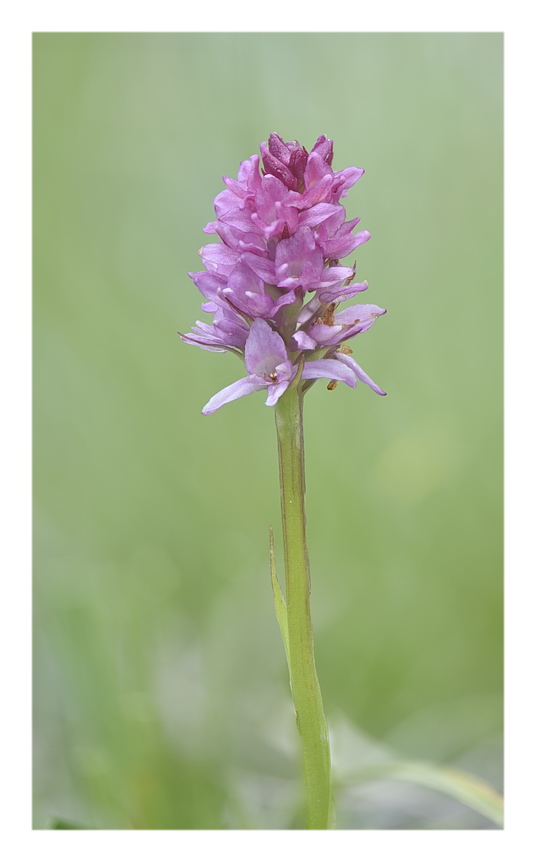 Orchidee Venete 2023 - 7