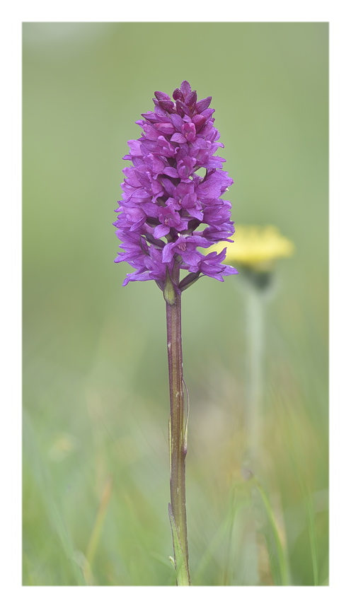 Orchidee Venete 2023 - 7