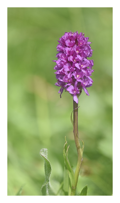 Orchidee Venete 2023 - 7