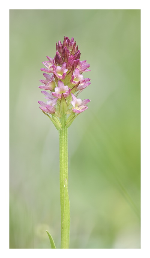 Orchidee Venete 2023 - 7