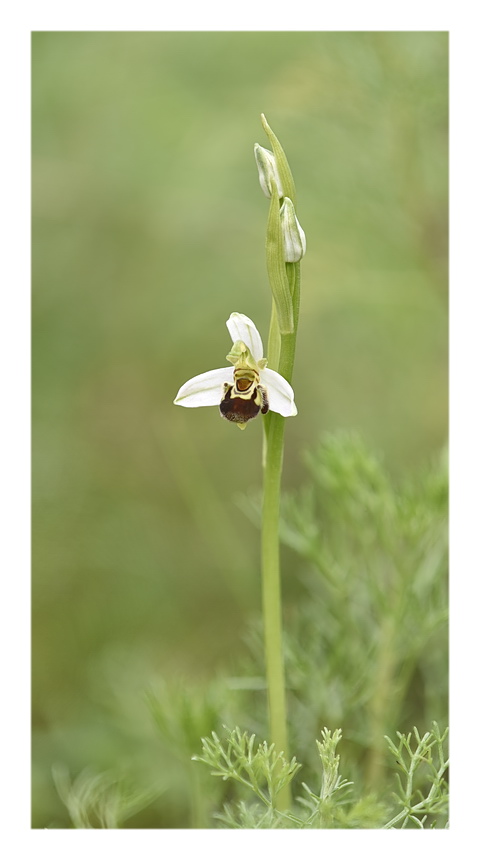 Orchidee Venete 2023 - 8