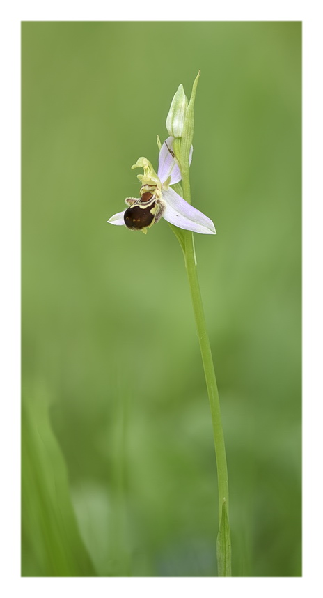 Orchidee Venete 2023 - 8