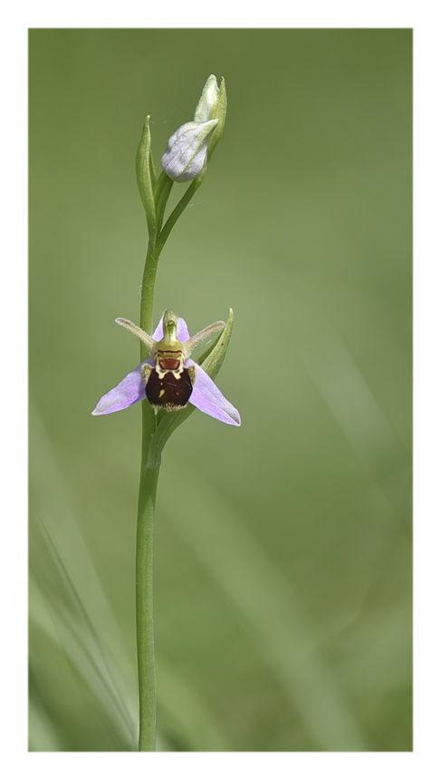 Orchidee Venete 2023 - 8