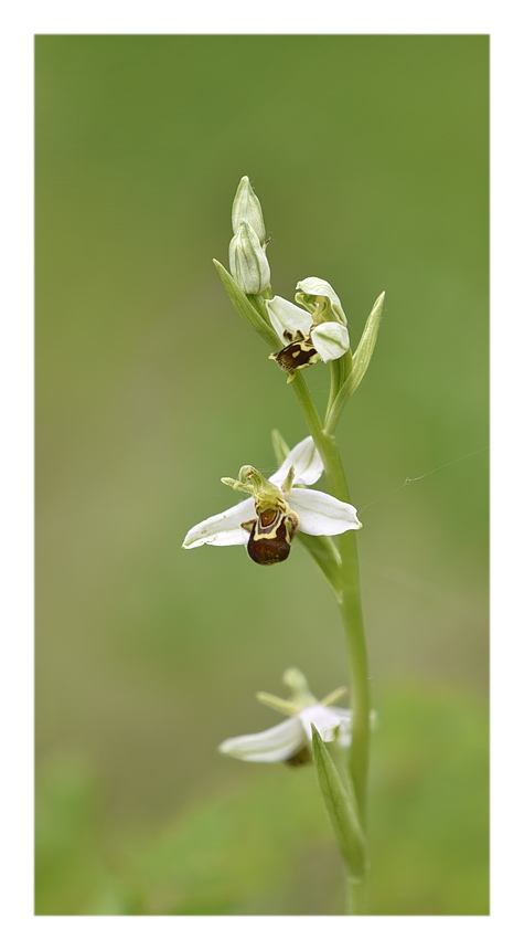 Orchidee Venete 2023 - 8