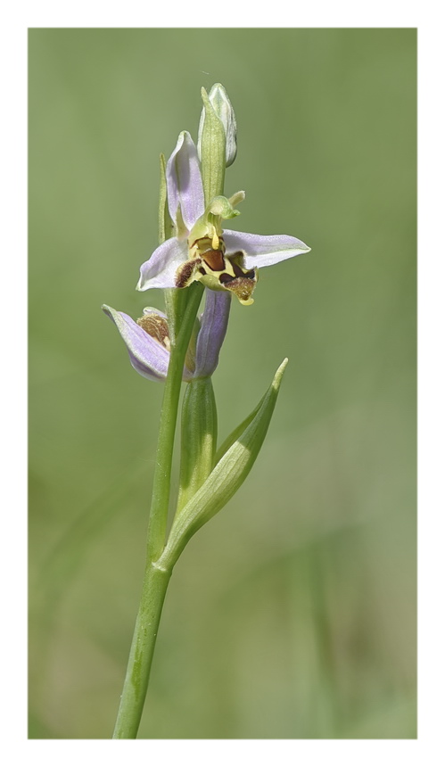 Orchidee Venete 2023 - 8