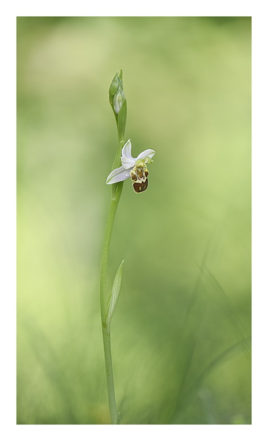 Orchidee Venete 2023 - 8