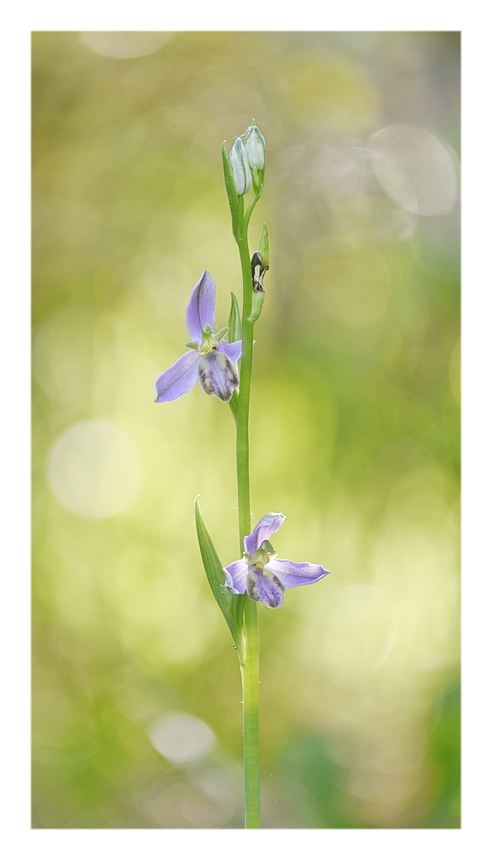 Orchidee Venete 2023 - 8